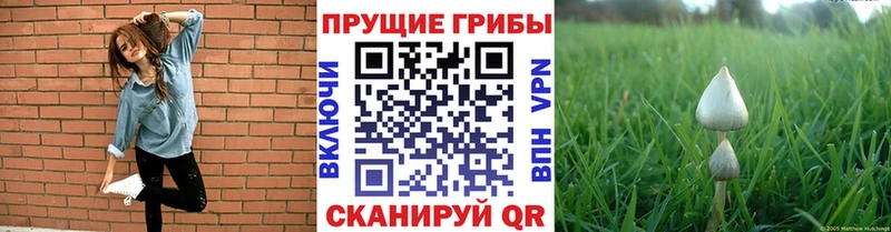 Купить где  Топки  Псилоцибиновые грибы Psilocybe 